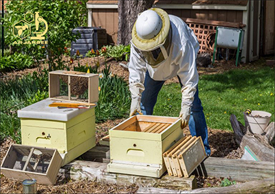زنبورهای بسته بندی یا زنبور پاکتی (Package Bees)