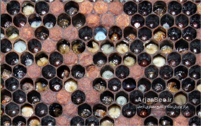 درمان و مدیریت بیماری لوک اروپایی زنبور عسل European Foulbrood
