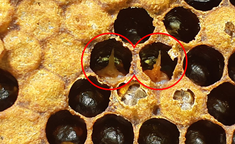  بیماری لوک امریکایی زنبور عسل (American foulbrood) 
