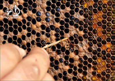 درمان و مدیریت لوک آمریکایی زنبور عسل