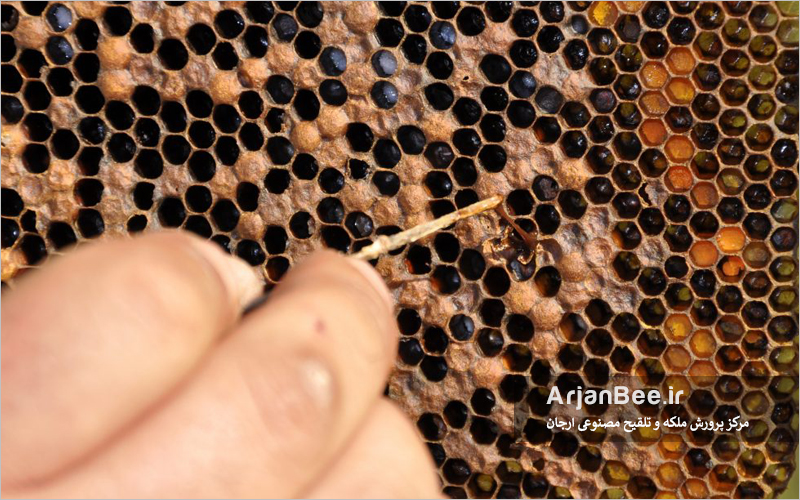 درمان و مدیریت لوک آمریکایی زنبور عسل