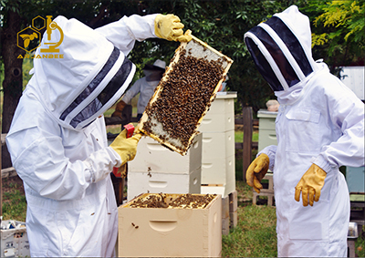 بیماری ویروسی زنبور کشمیر Kashmir Bee Virus