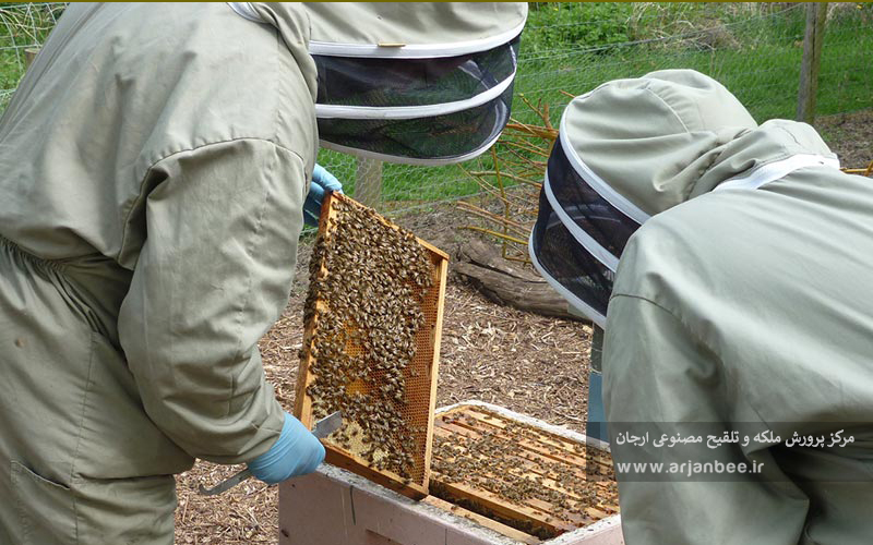 چگونه می توان از بیماری لوک امریکایی زنبور عسل جلوگیری کرد