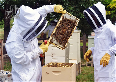 اهمیت مدیریت مناسب در کار زنبورداری