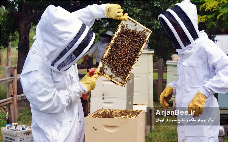 اهمیت مدیریت در زنبورداری