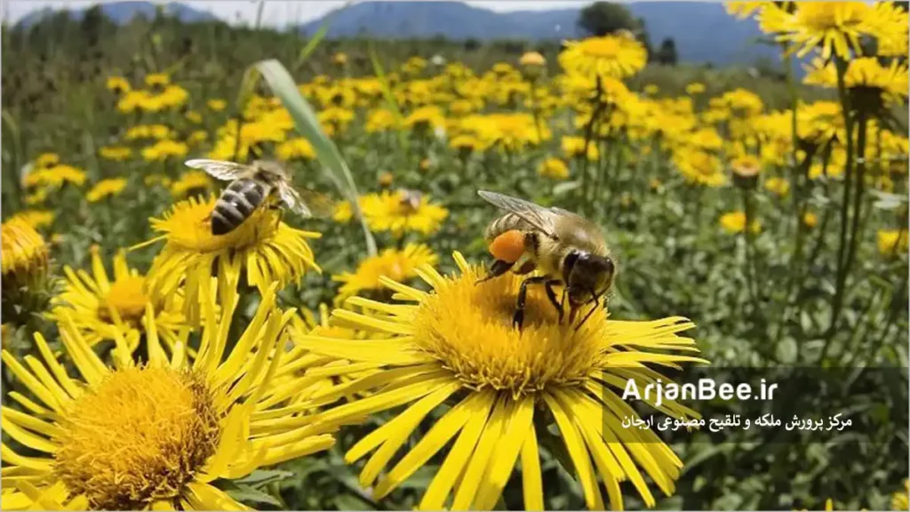جستجوی شهد و گرده بوسیله زنبور عسل