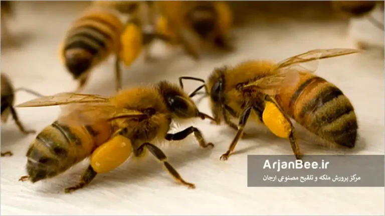 گرده آوری زنبور عسل