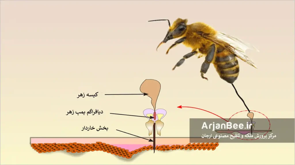 نیش زنبور عسل