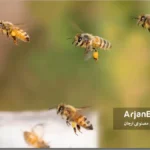 تامین گرده مورد نیاز زنبور عسل