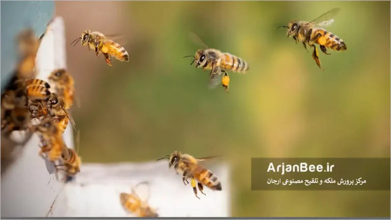 تامین گرده مورد نیاز زنبور عسل