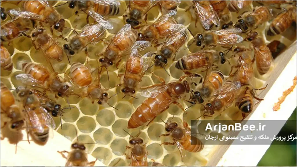 زنبور عسل کردوان