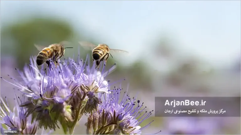 گرده افشانی طبیعت با زنبور عسل