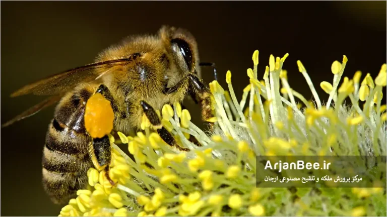 زنبور عسل در حال جمع اوری شهد و گرده از گل