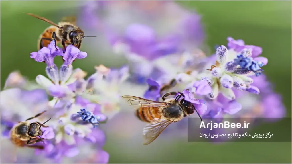 جمع آوری گرده گلها بوسیله زنبور عسل