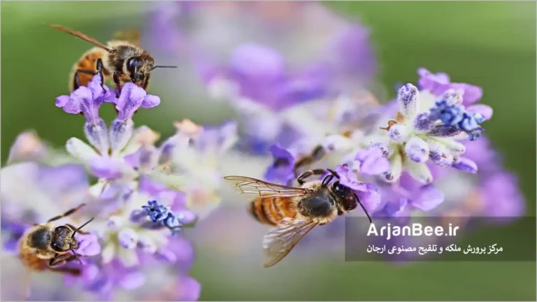 جمع آوری گرده گلها بوسیله زنبور عسل