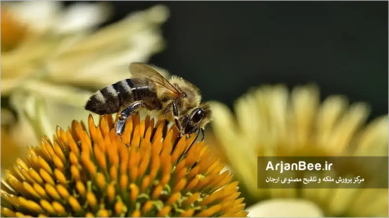 گرده افشانی زنبور عسل