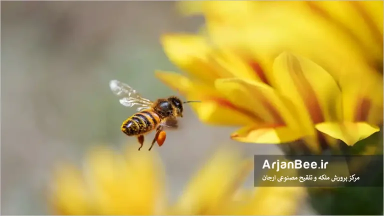 گرده افشانی زنبور عسل