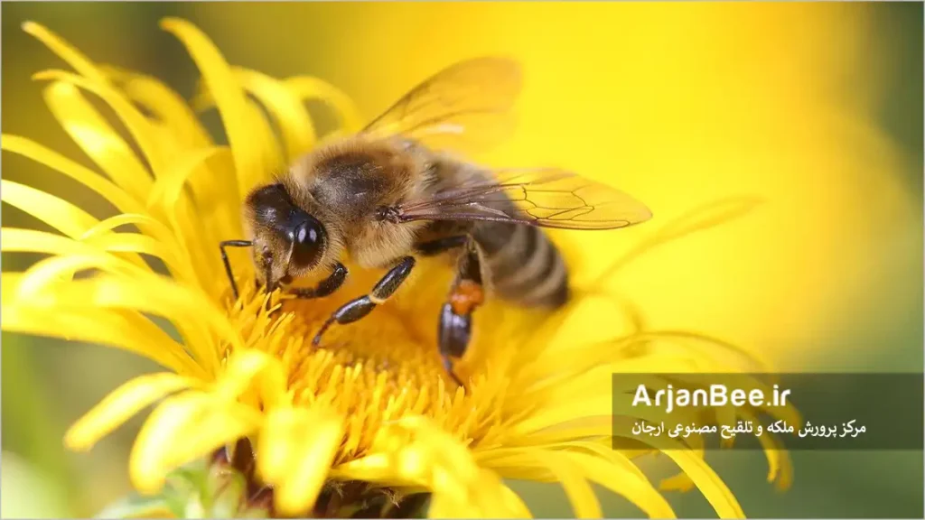 زنبور عسل روی گل برای گرفتن گرده