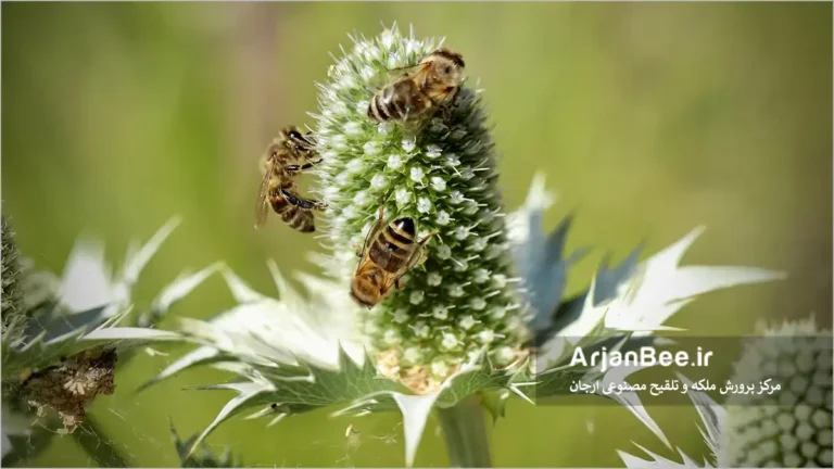 زنبور عسل در طیعت