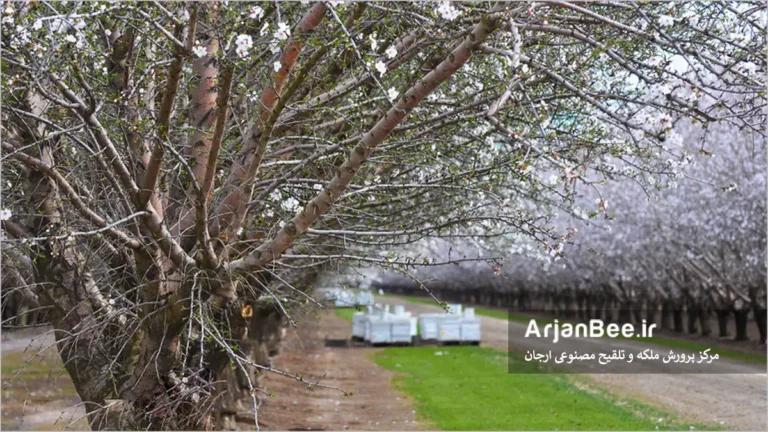 گزده افشانی باغ ها توسط زنبورعسل
