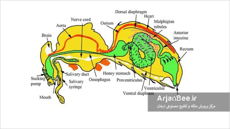 دستگاه گوارش زنبور عسل