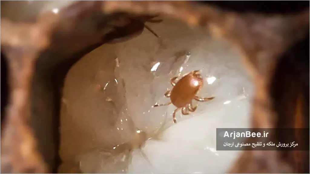 کنه تروپیلاالاپس (Tropilaelaps)