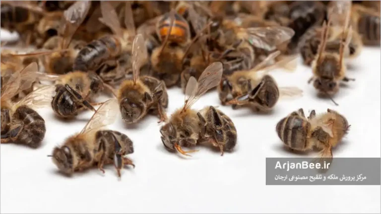 مرگ ومیر زنبورهای عسل