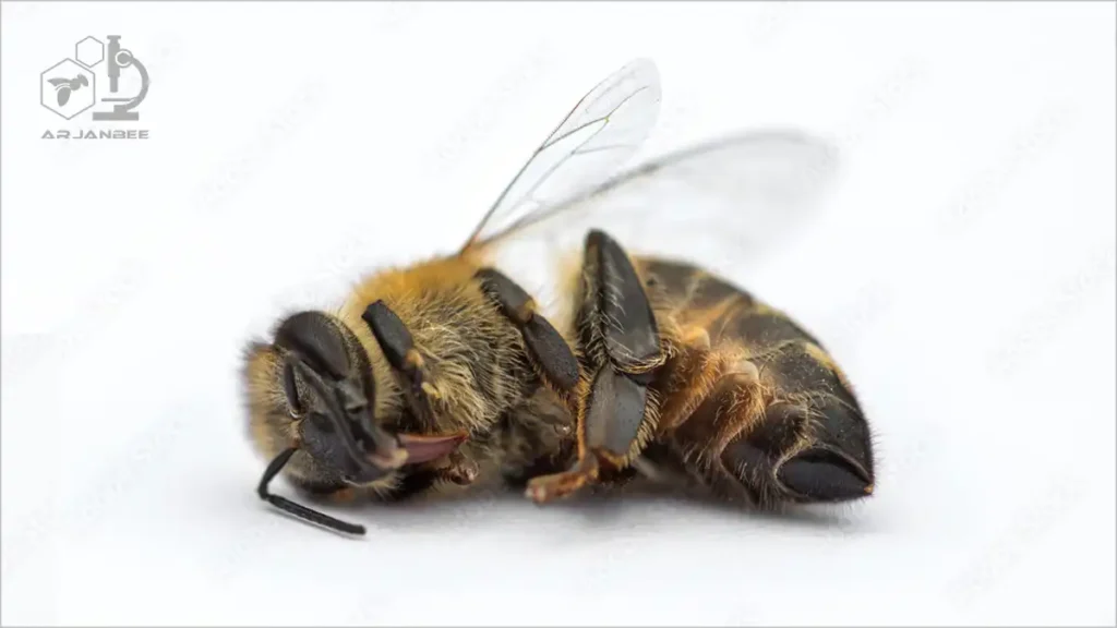 تلفات زنبورهای کارگر