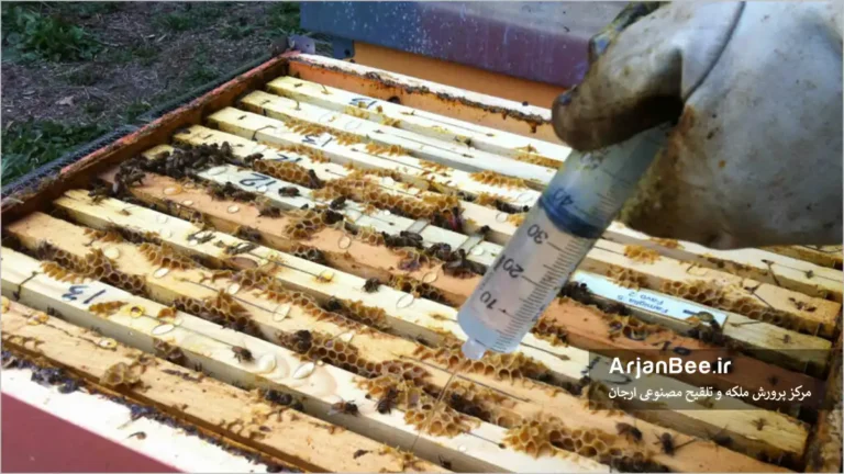 روش درمانی اسید اگزالیک برای مبارزه با کنه واروا