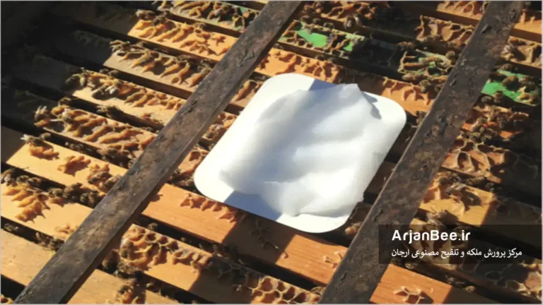 تاثير تيمول بر رفتار بهداشتي زنبورعسل
