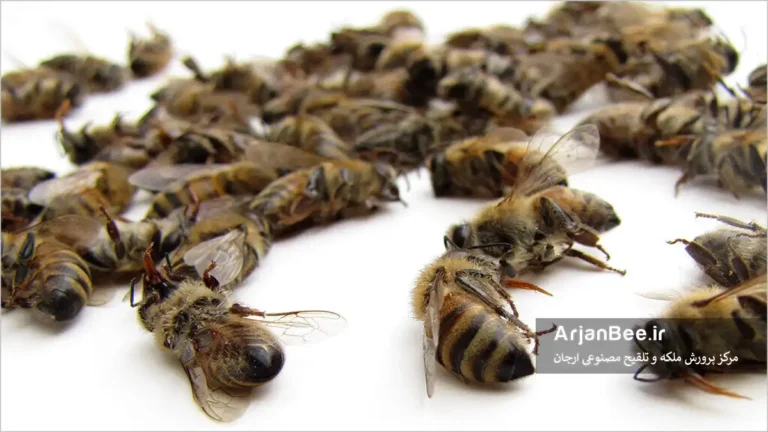 تلفات زنبور های عسل