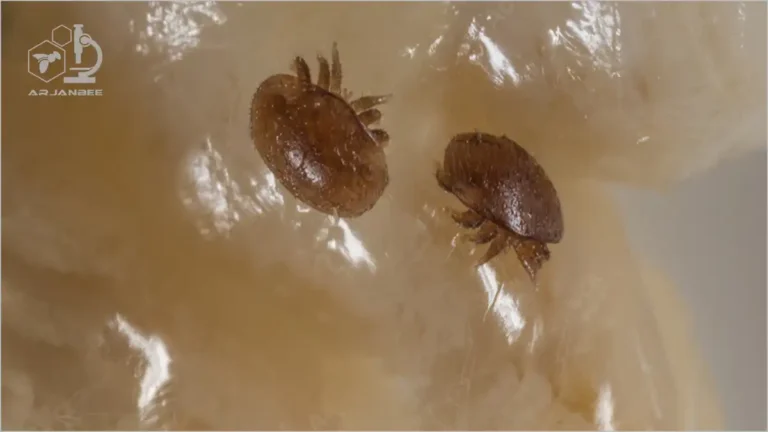 مشاهده کنه ها وقتی از زنبور عسل تغذیه می کنند