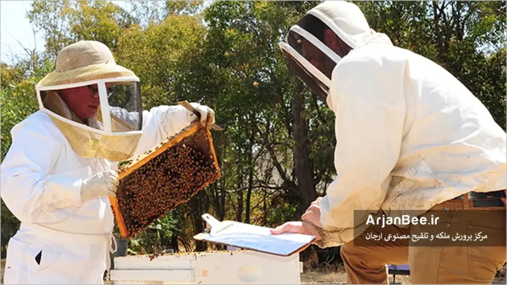 مطالعه بر روی زنبور عسل