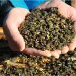 مسومیت زنبورهای عسل با آفت کش ها