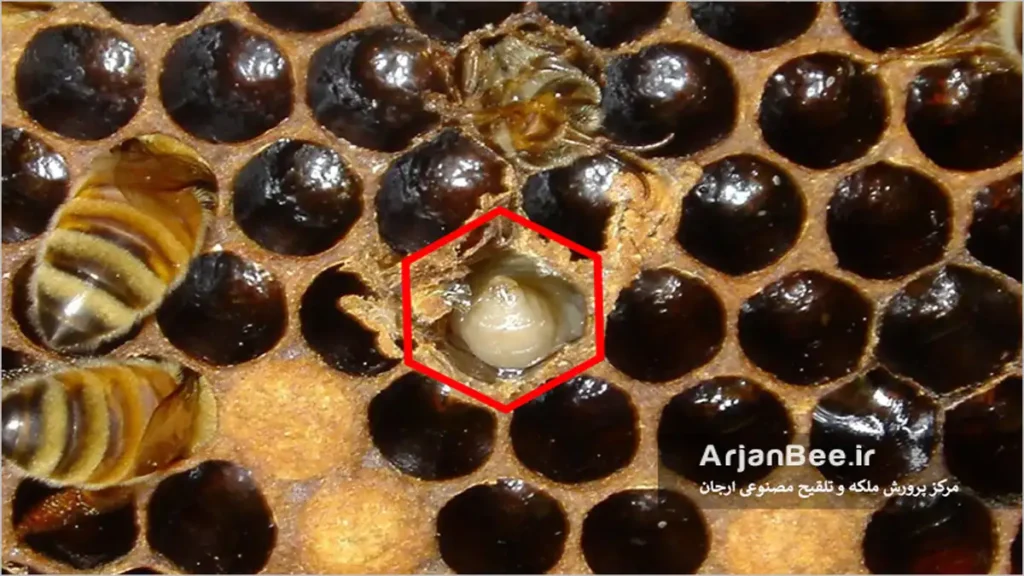 بیماری لارو کیسه ای زنبور عسل Sacbrood (SBV)