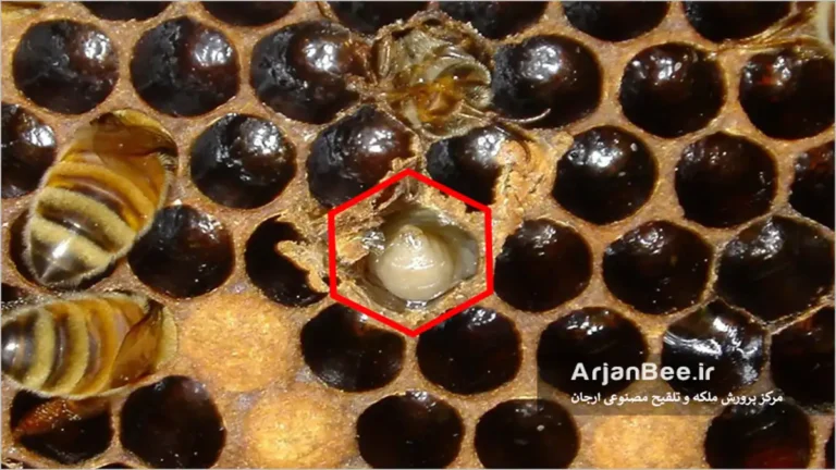 بیماری لارو کیسه ای زنبور عسل Sacbrood (SBV)