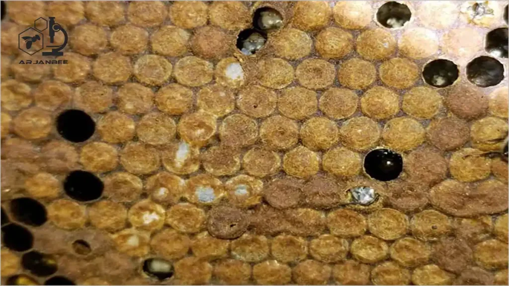 لارو پروانه موم خوار در قاب‌های نوزادان