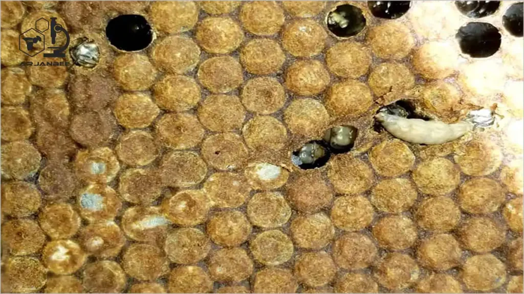 لارو پروانه موم خوار در قاب‌های نوزادان