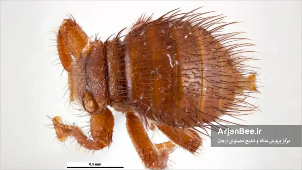 شپشک زنبور عسل