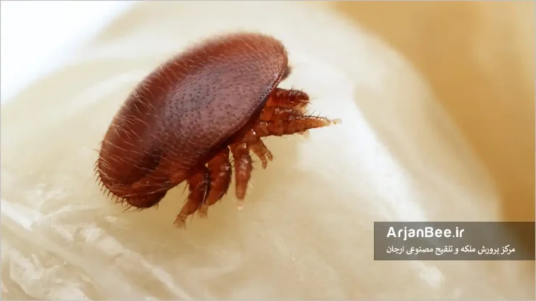 کنه واروآ روی بدن لارو زنبور عسل