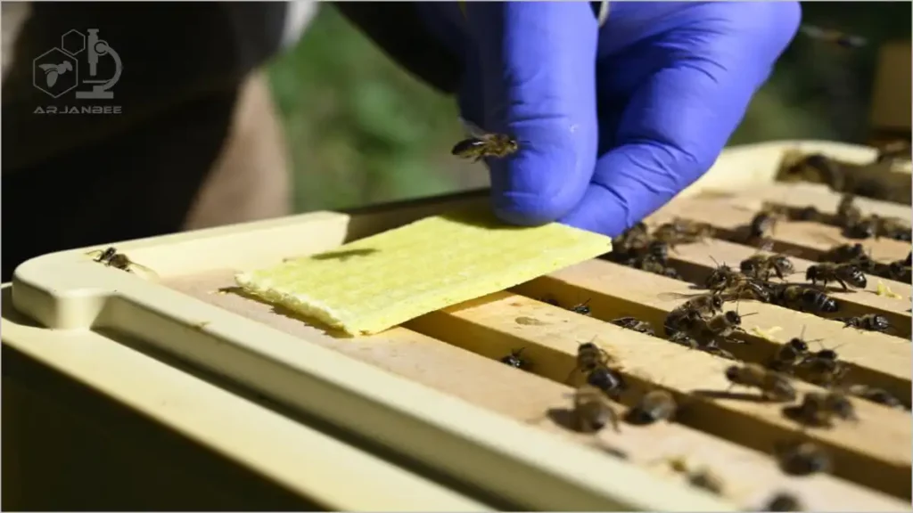 استفاده از تیمول برای کنترل کنه واروآ