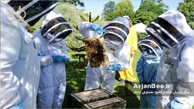بحث و تحقیق علمی در مورد زنبورداری