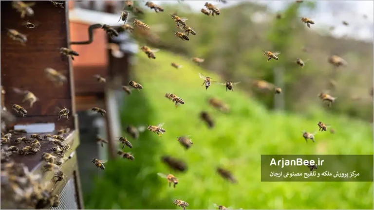 کلنی زنبور عسل
