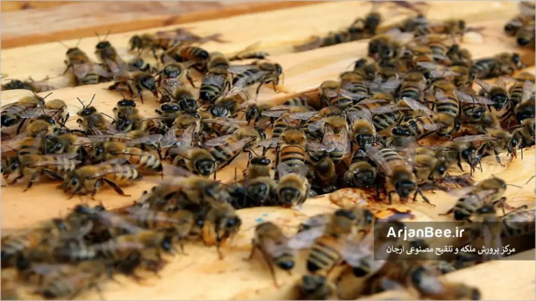 زندگی اجتماعی زنبور عسل