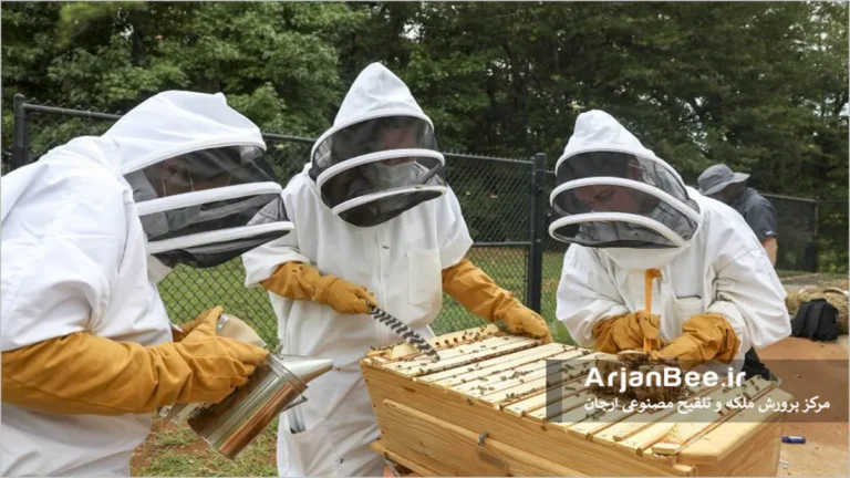 تحقیقات بر روی زنبور عسل
