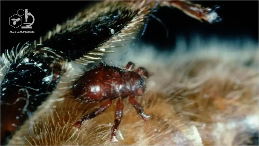 روی شکم زنبور عسل