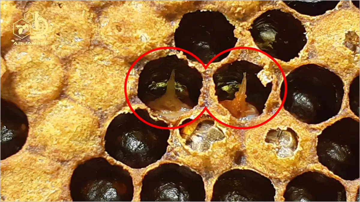 لوک آمریکایی زنبور عسل