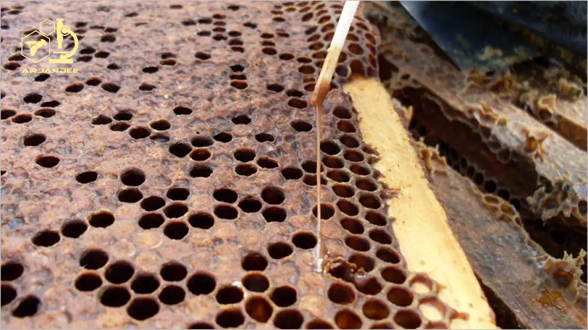 لوک آمریکایی زنبور عسل