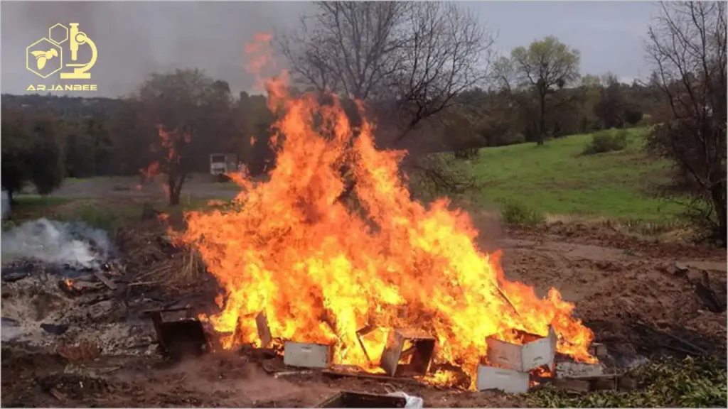 سوزاندن کندوهای آلوده به بیماری لوک آمریکایی 