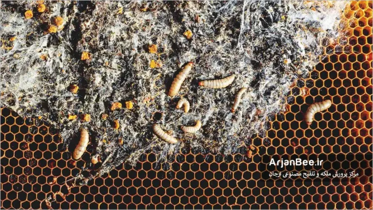 خسارت پروانه موم خوار به کلنی زنبور عسل